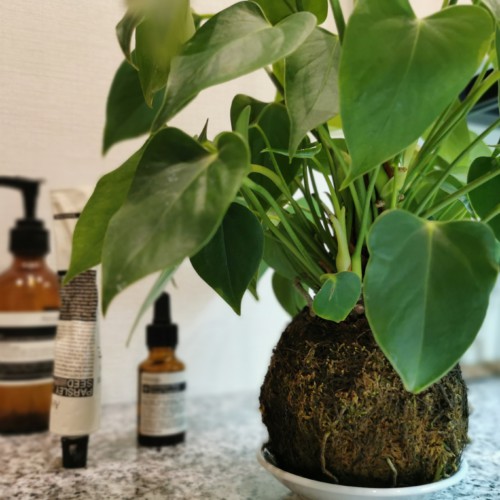 美容用品と観葉植物