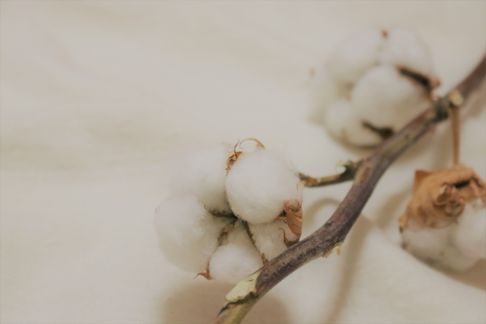 フェアトレード　綿の実