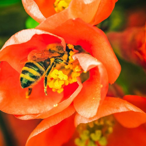 花びらにとまった蜂