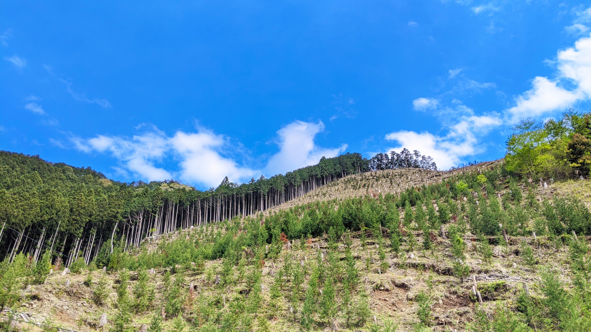 杉の木が植林された山肌