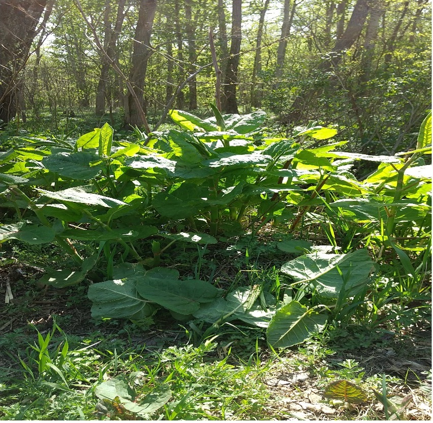 その雑草は食べられる 野菜より美味しいかもしれないサステナブルレシピ ラストマイルライフスタイル