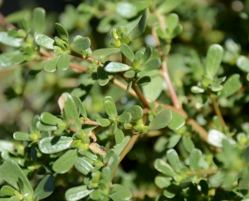 野草スベリヒユ