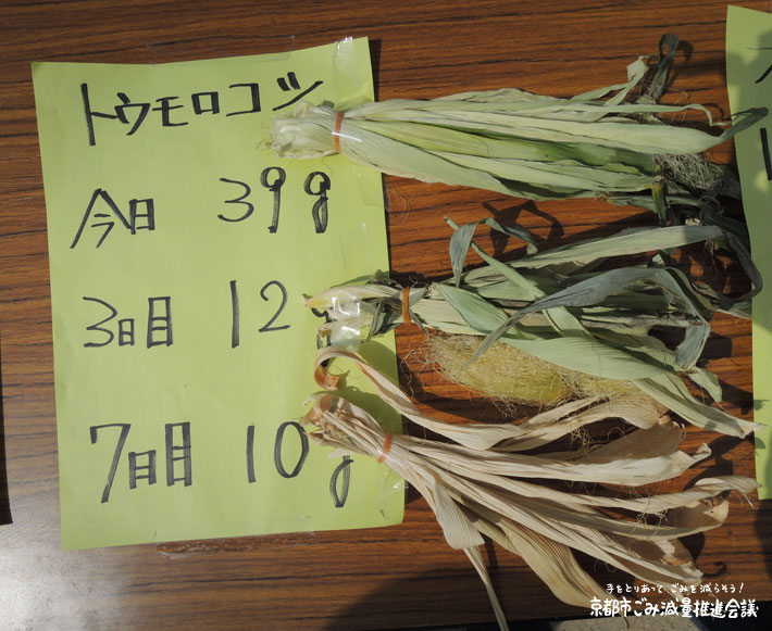 とうもろこしを乾燥させる