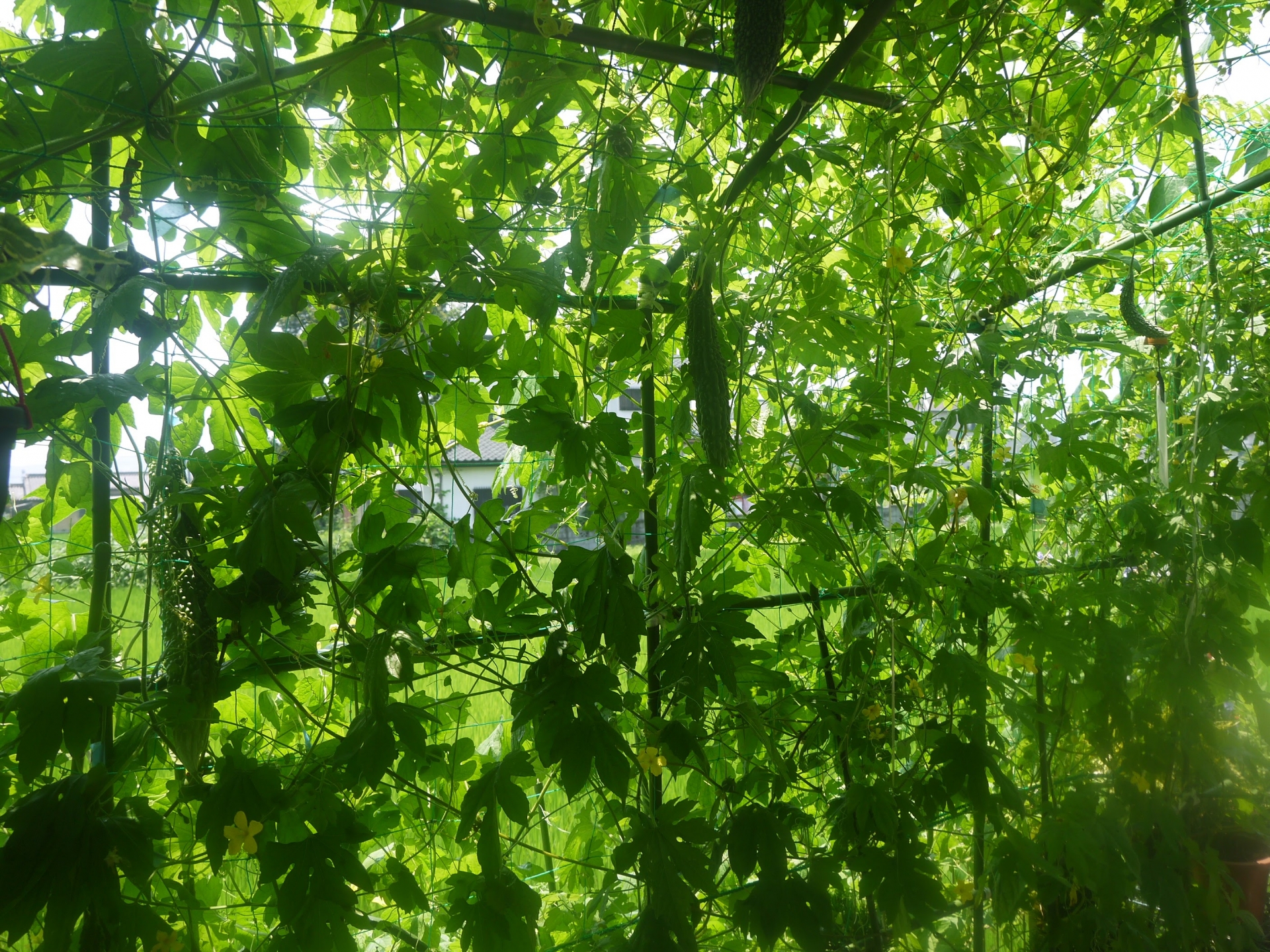 グリーンカーテン