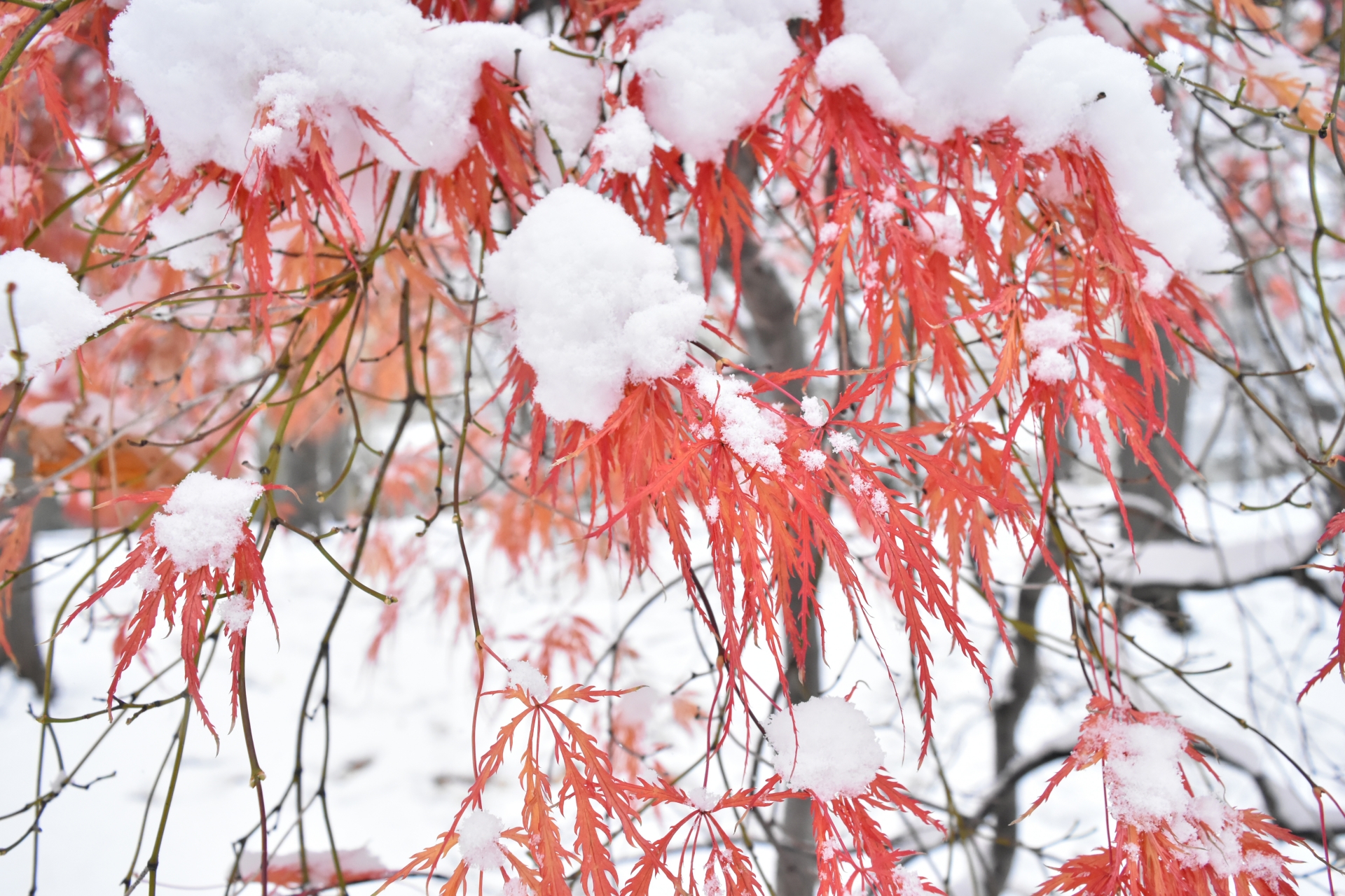 雪と紅葉