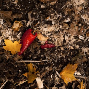 コンポストを自作 3つのコツと段ボールやペットボトルでの作り方を解説 ラストマイルライフスタイル コンポストを自作 3つのコツと段ボールやペットボトルでの作り方を解説 ラストマイルライフスタイル