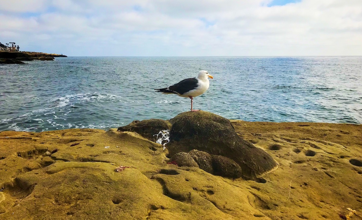 カーボンニュートラル 脱炭素 渡り鳥