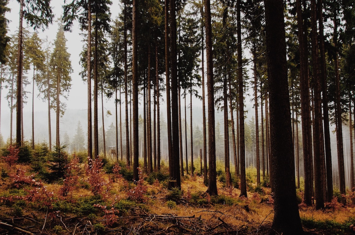 カーボンニュートラル 低炭素 脱炭素 森