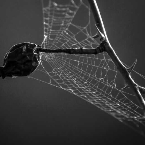 クモの巣が張った枯れ木