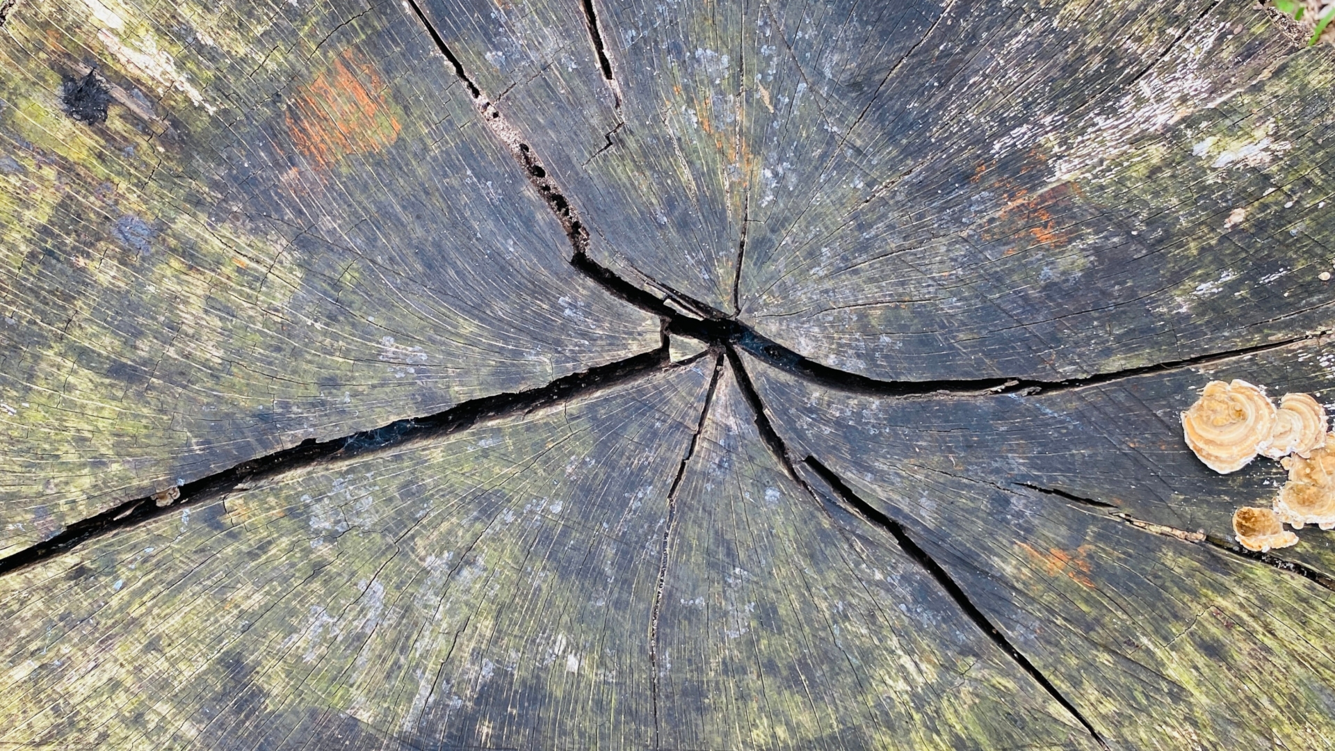 伐採　樹木　森　切り株　