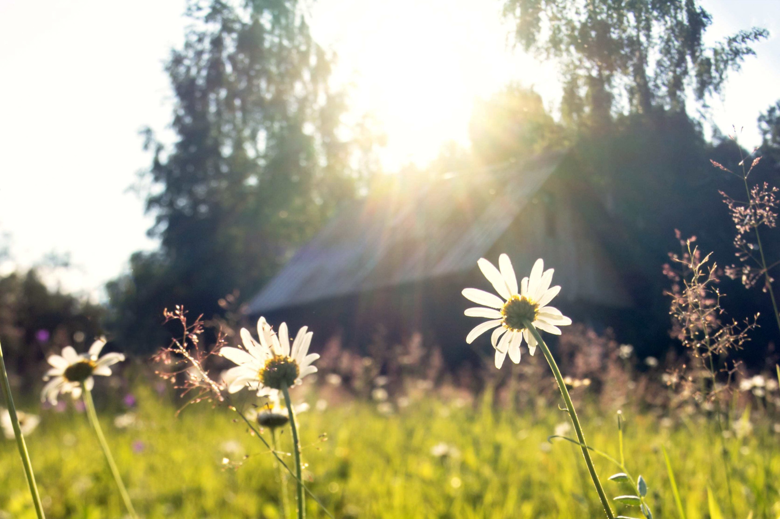 生物多様性　野原　野花　陸の豊かさも守ろう