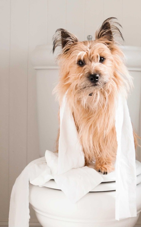 トイレに乗った犬